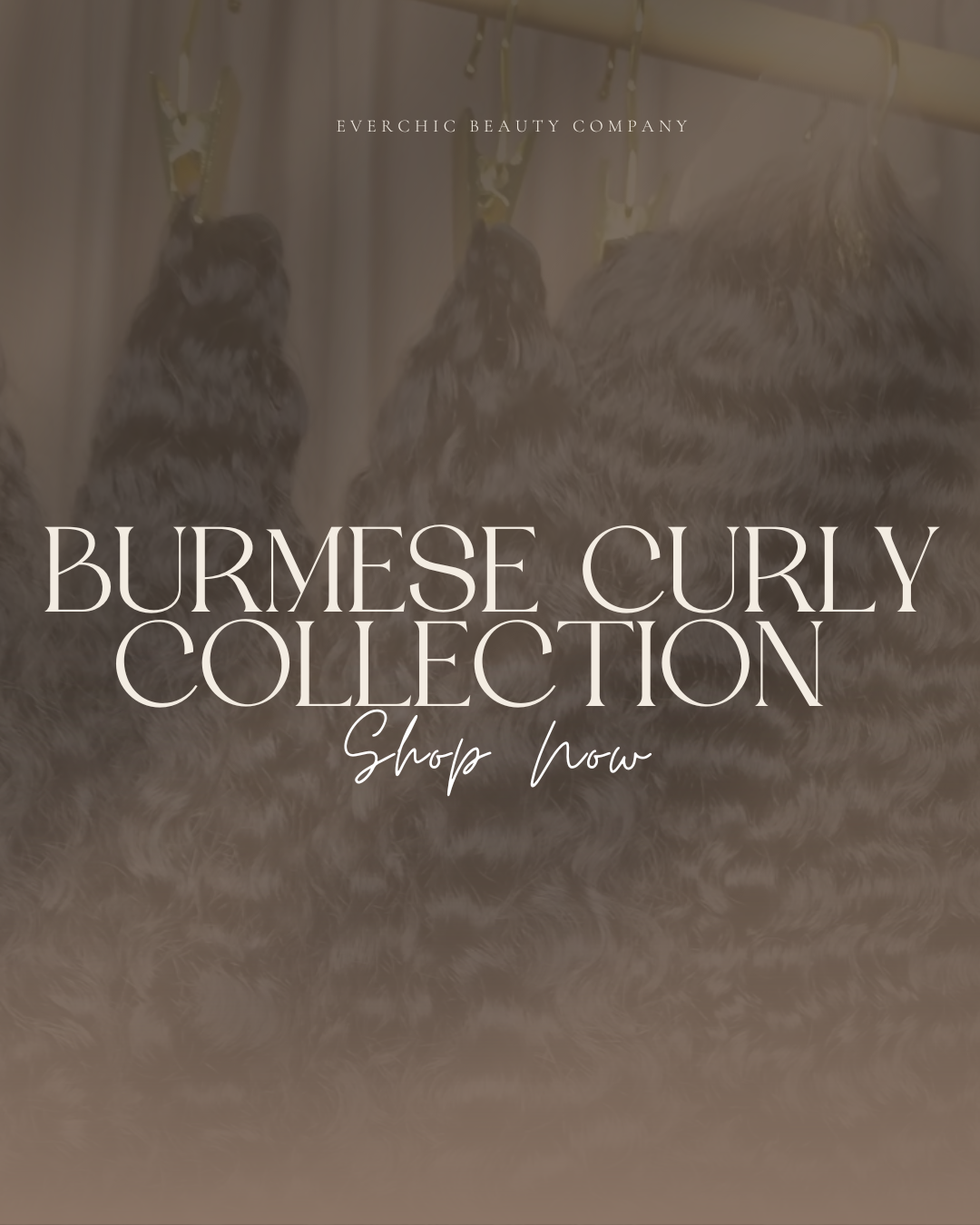 Burmese Curly Collection